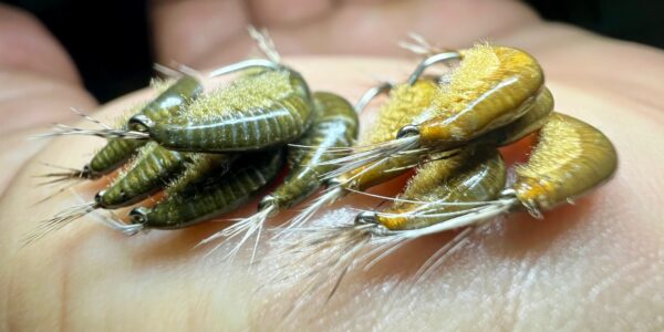 Plusieurs gammares