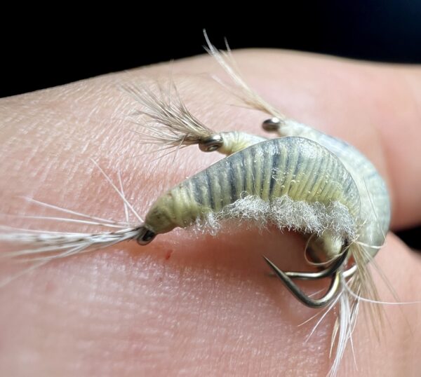 Plusieurs gammares