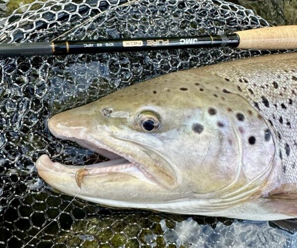 Poisson pêché avec un gammare